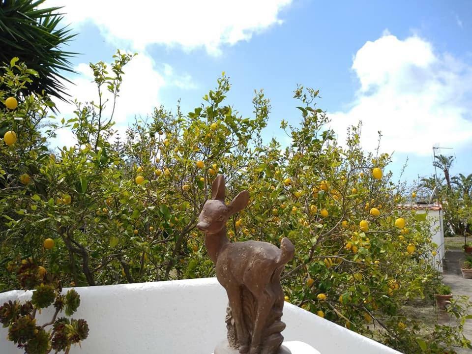 Residence Limoneto Ischia Forio di Ischia Exterior foto